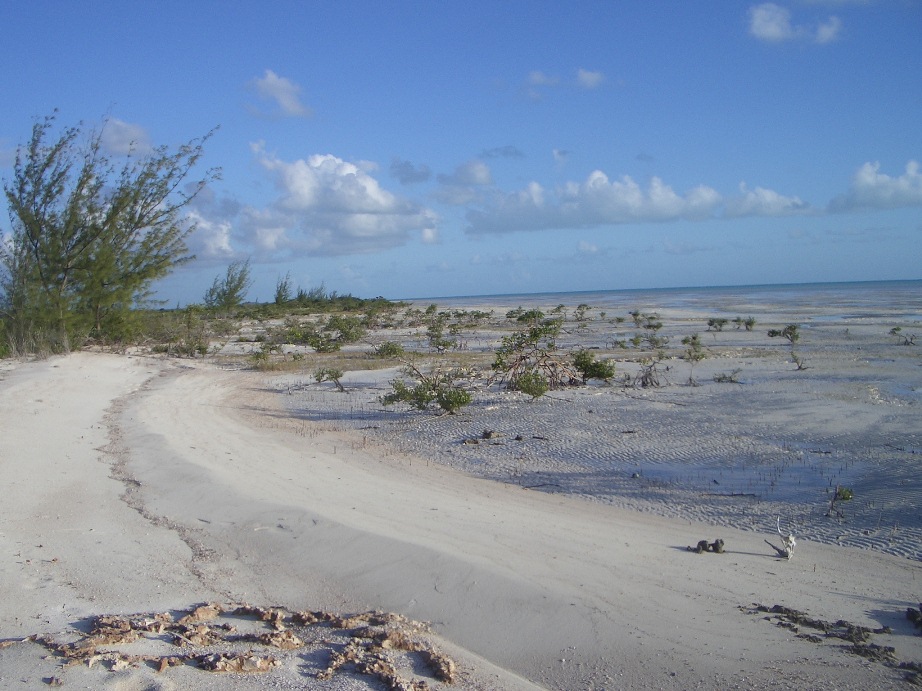 4 - Typical of South Shore's mangroves & mosquito beaches